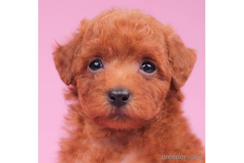 成約済の東京都のトイプードル-202102の4枚目